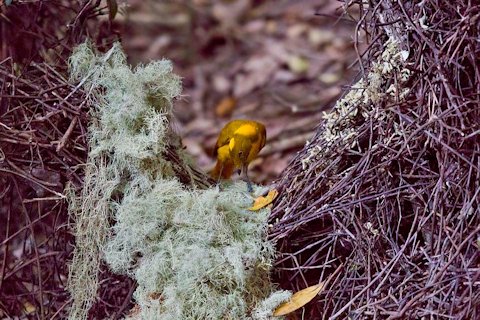 Golden Bowerbird (Amblyornis newtonianus)